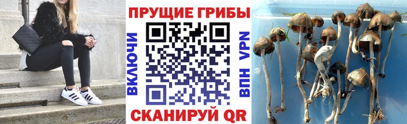 Псилоцибиновые грибы ЛСД  Купить  Севск 